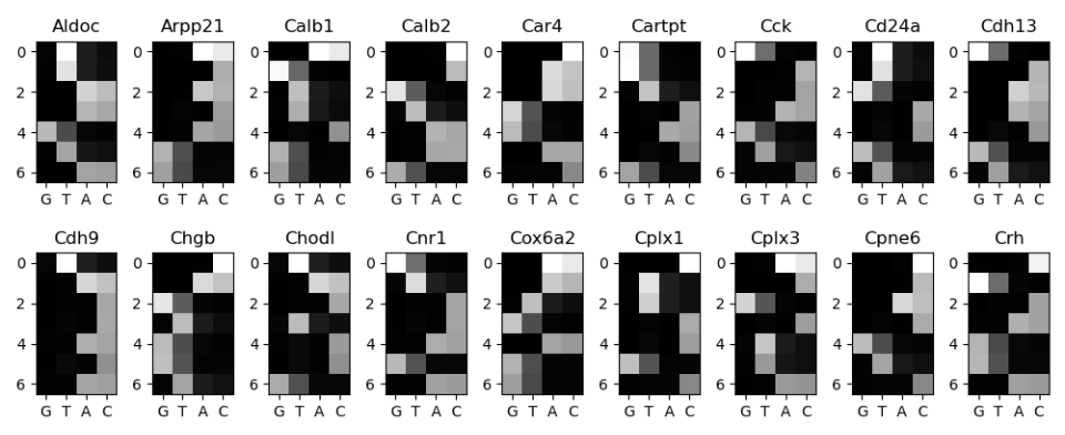OMP gene templates